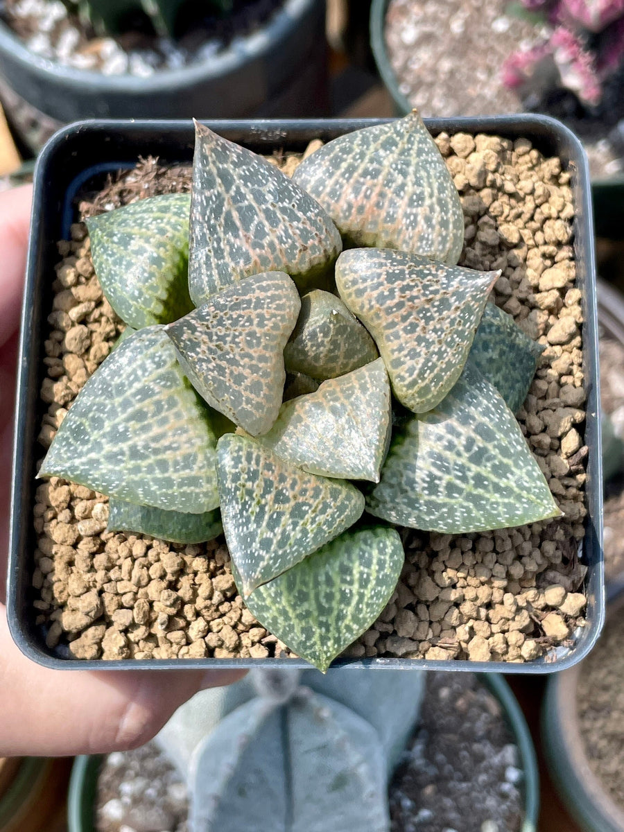 Rare Succulents - Haworthia Comptoniana Hakugei (3.5”)