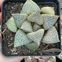 Rare Succulents - Haworthia Comptoniana Hakugei (3.5”)