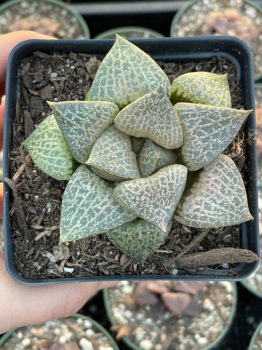 Rare Succulents - Haworthia Comptoniana Hakugei (3.5”)