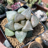 Rare Succulents - Haworthia Comptoniana Hakugei (3.5”)