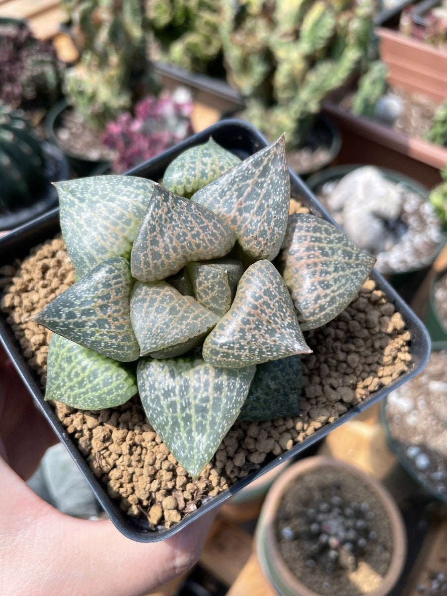 Rare Succulents - Haworthia Comptoniana Hakugei (3.5”)