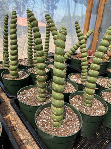 Rare Cactus - Eulychnia Crastanea Spiralis (17”-20”)