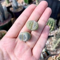 Rare Succulents - Lithops Olivacea single (0.7”)