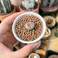 Rare Succulents - Lithops Olivacea single (0.7”)