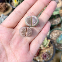 Rare Succulents - Lithops Olivacea single (0.7”)