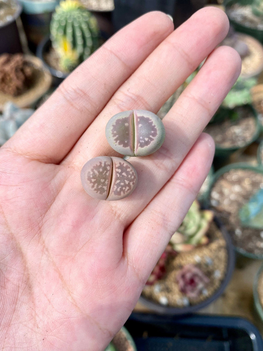 Rare Succulents - Lithops Olivacea single (0.7”)