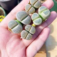 Rare Succulents - Lithops Olivacea single (0.7”)