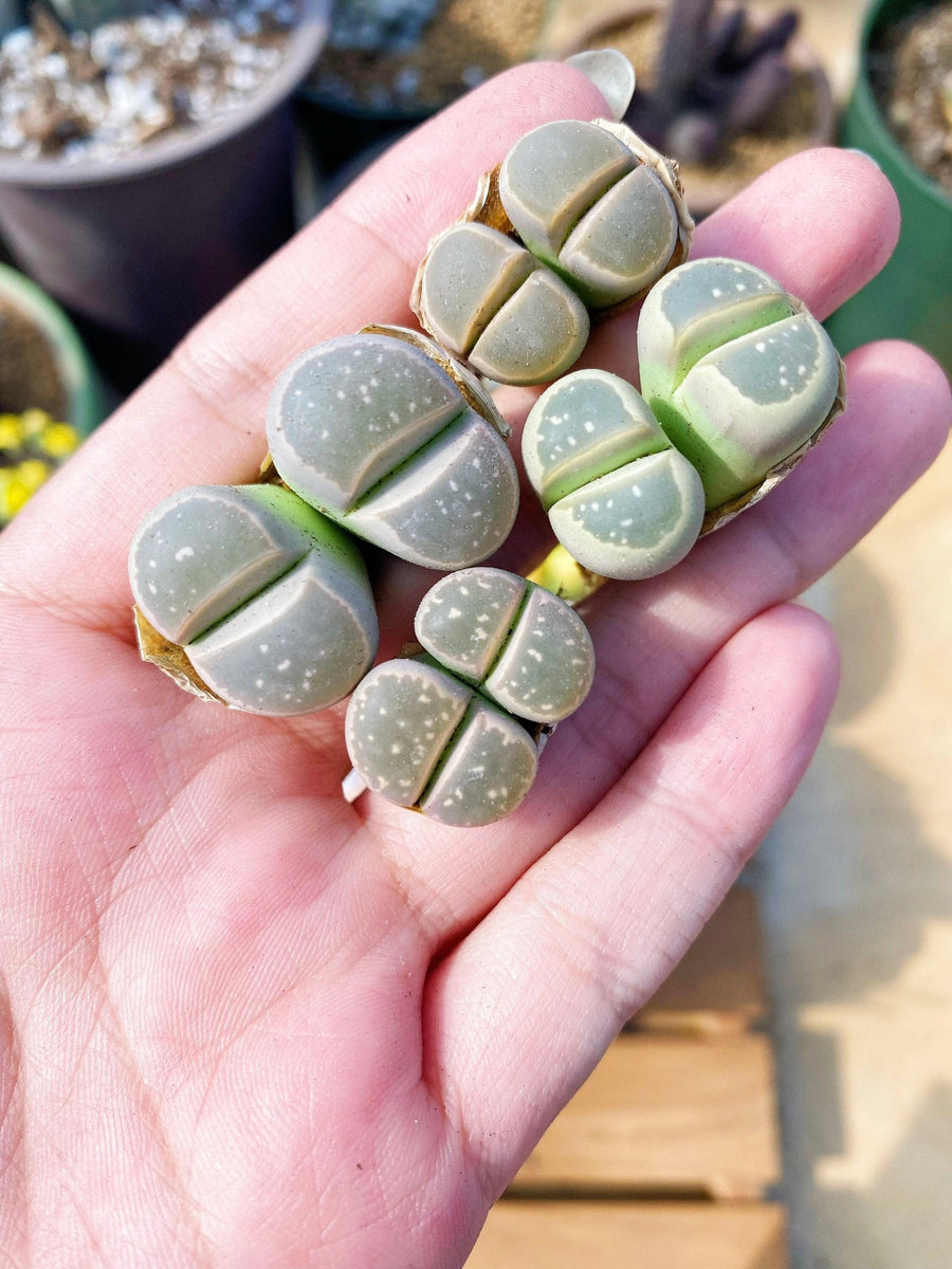 Rare Succulents - Lithops Olivacea single (0.7”)