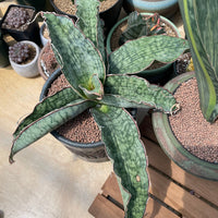 Rare Succulents - Sansevieria Blue Silver (8”-10”)