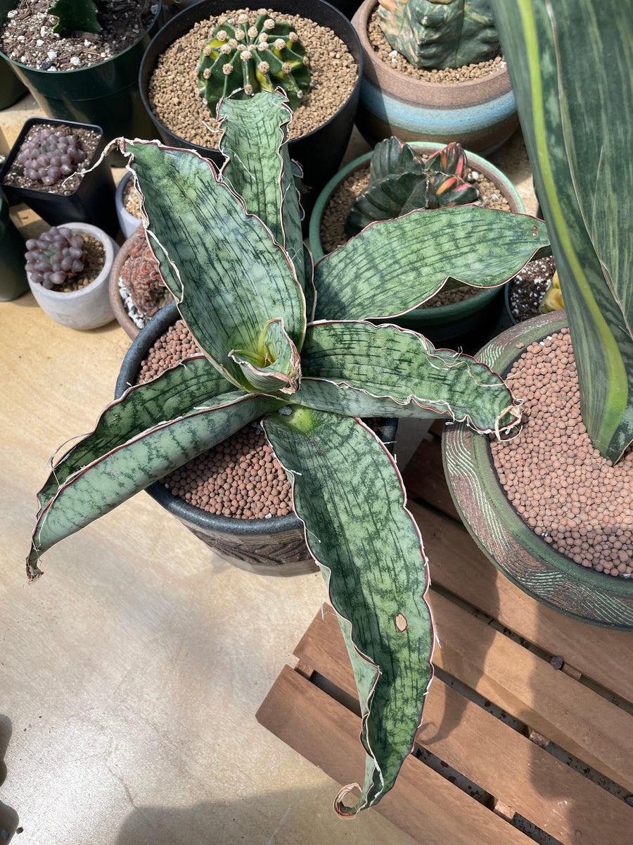 Rare Succulents - Sansevieria Blue Silver (8”-10”)