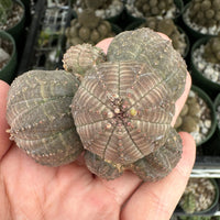 Rare Euphorbia - Euphorbia Obesa small cluster