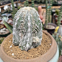 Rare Cactus - Astrophytum Myriostigma cv. onzuka Fukuryu