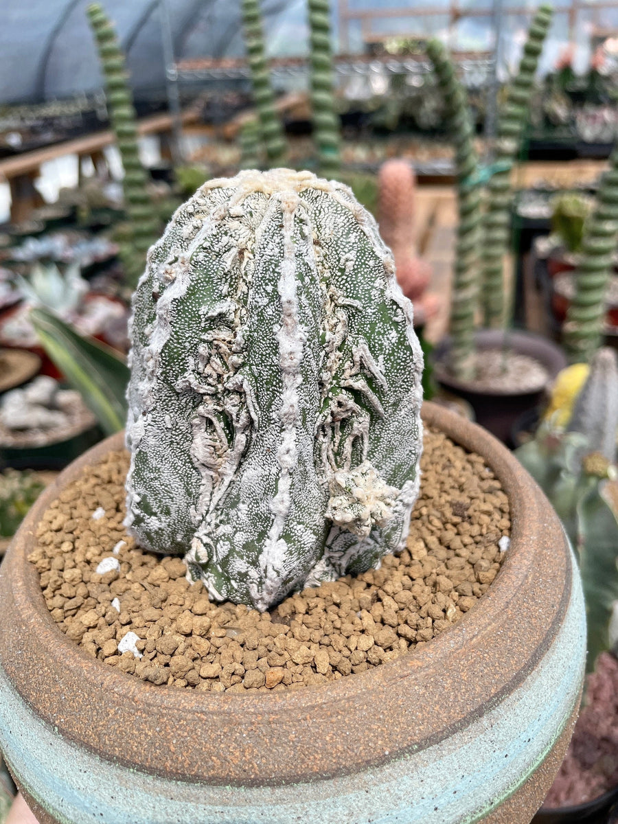 Rare Cactus - Astrophytum Myriostigma cv. onzuka Fukuryu