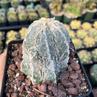 Rare Cactus - Astrophytum Myriostigma cv. onzuka Fukuryu