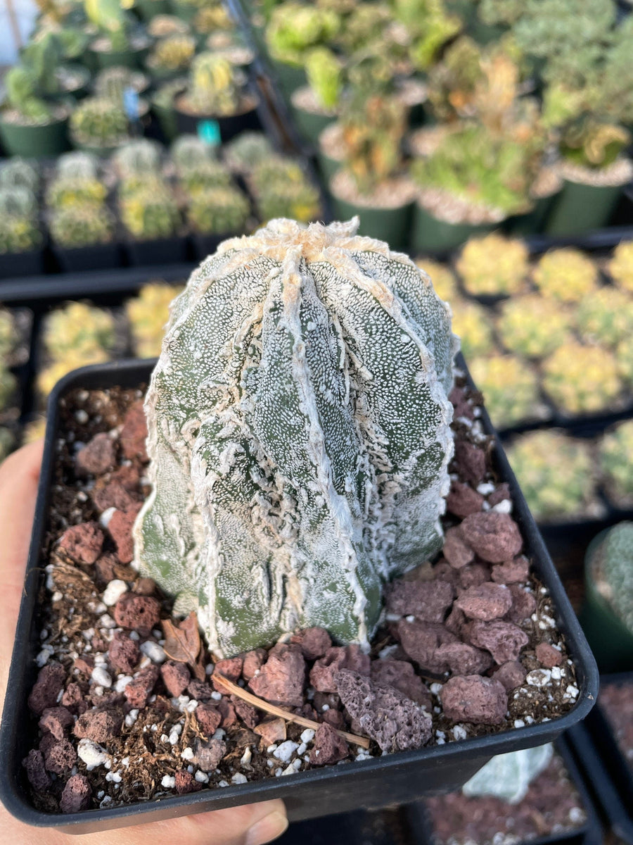 Rare Cactus - Astrophytum Myriostigma cv. onzuka Fukuryu