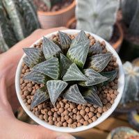 Rare Succulents - Haworthia Major