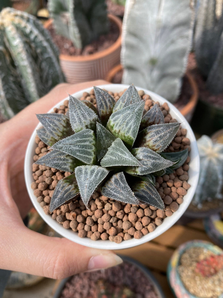 Rare Succulents - Haworthia Major