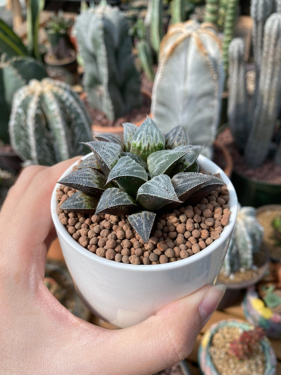 Rare Succulents - Haworthia Major