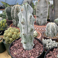 Rare Cactus - Stenocereus beneckei (10”)