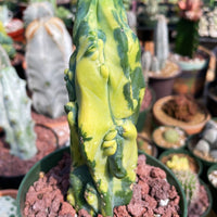 Rare Cactus - Myrtillocactus Geometrizans Fred variegated
