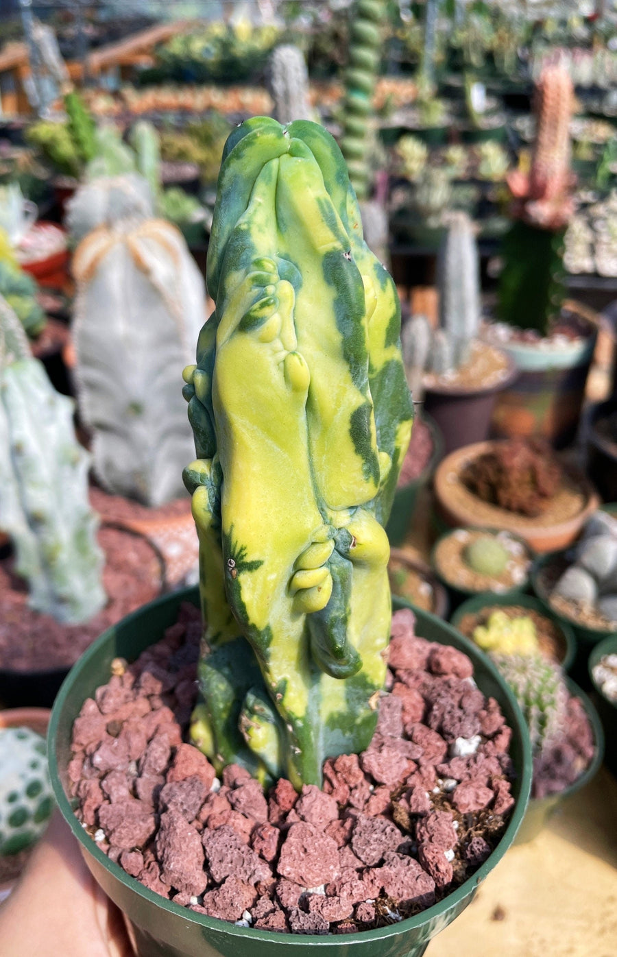 Rare Cactus - Myrtillocactus Geometrizans Fred variegated