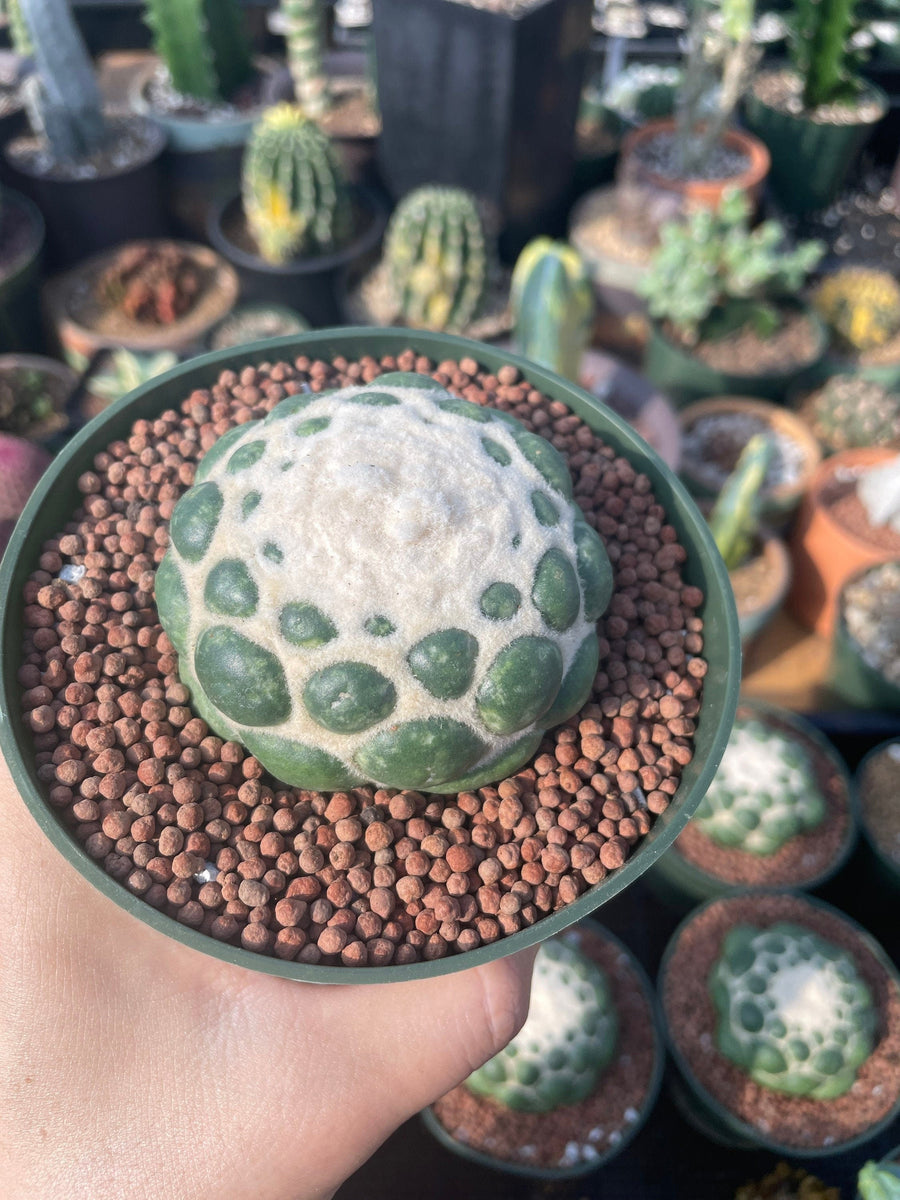 Rare Cactus - Coryphantha elephantidens cv. Inermis (5”)