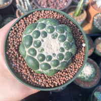 Rare Cactus - Coryphantha elephantidens cv. Inermis (5”)