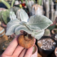 Rare Succulents - Sinningia leucotricha (no leaves)