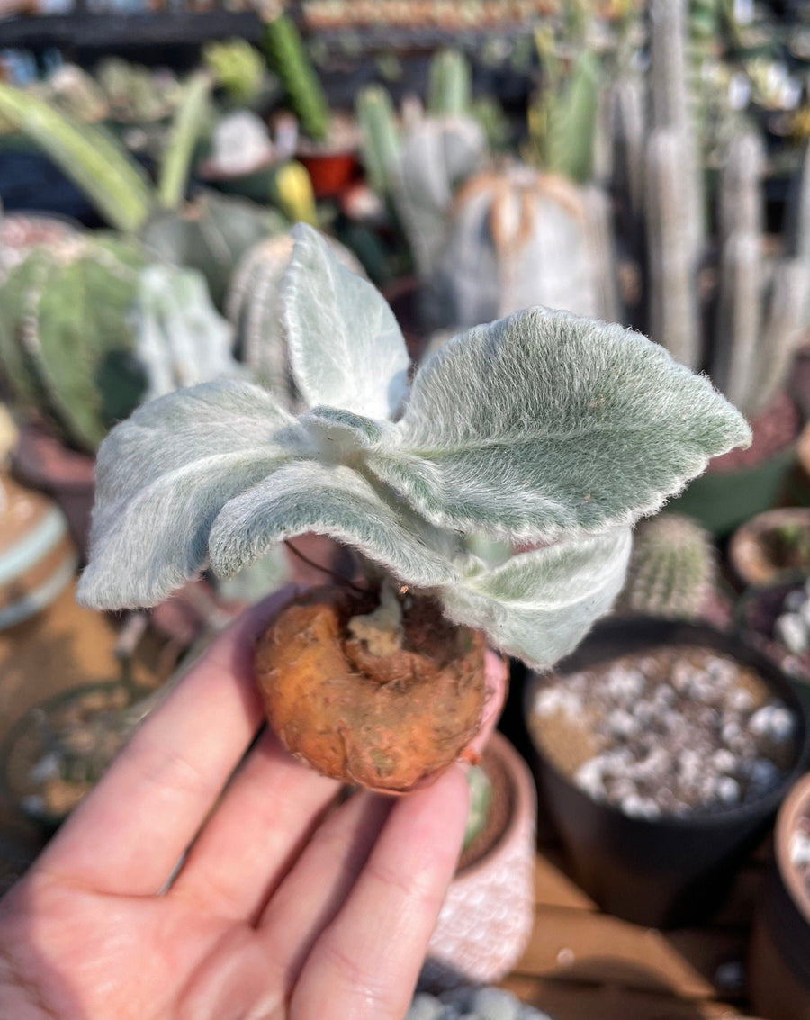 Rare Succulents - Sinningia leucotricha (no leaves)