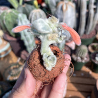 Rare Succulents - Sinningia leucotricha (no leaves)