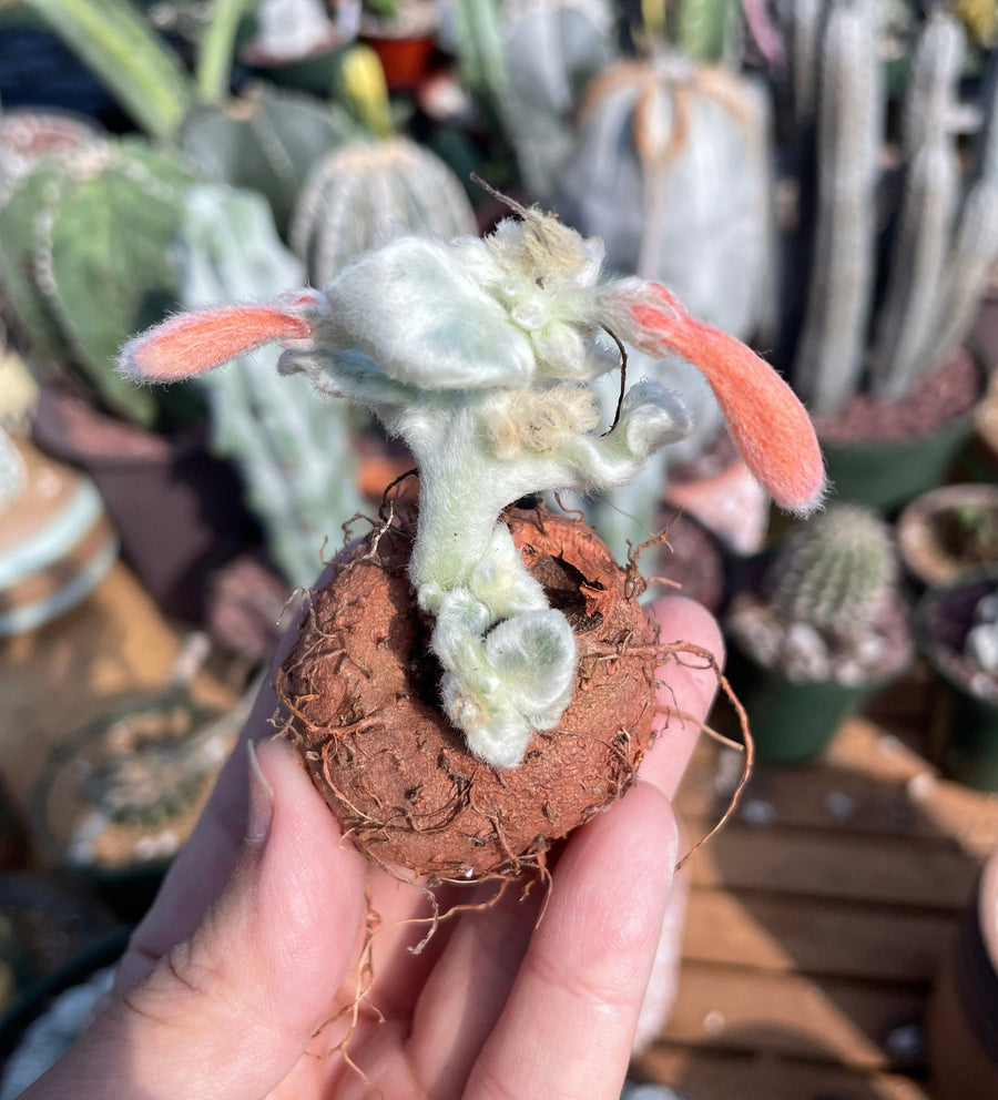 Rare Succulents - Sinningia leucotricha (no leaves)