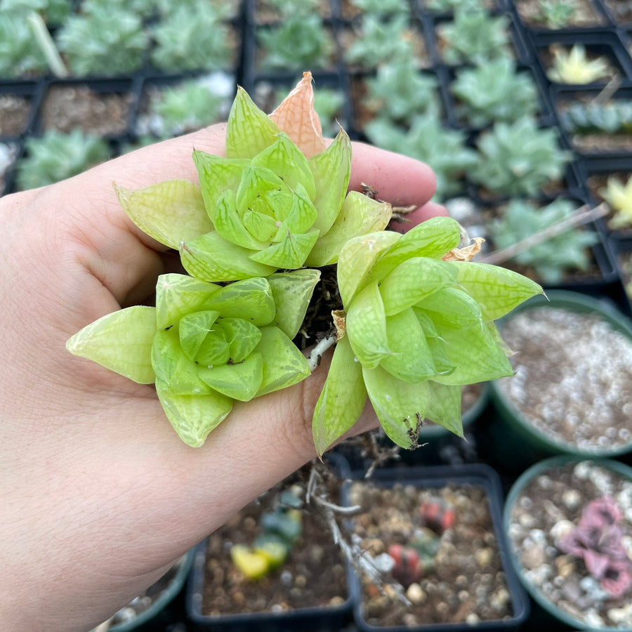 Rare Succulents - Haworthia golden obtusa mini/1pc