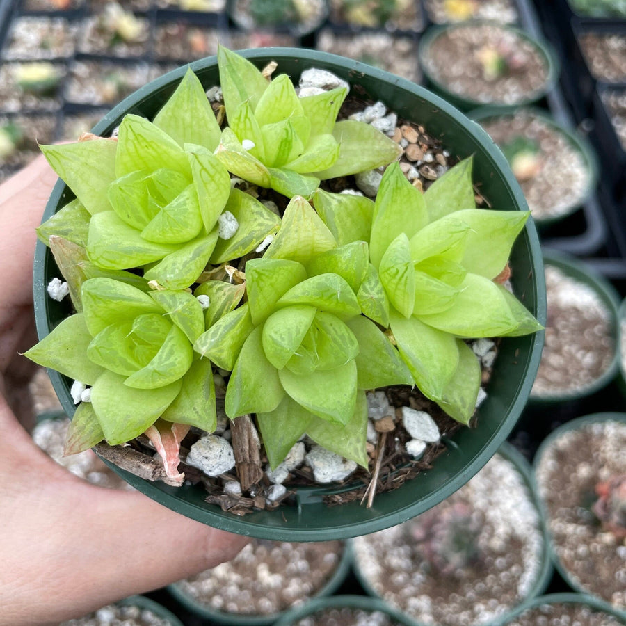 Rare Succulents - Haworthia golden obtusa mini/1pc