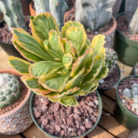 Rare Euphorbia - Euphorbia Poissonii Variegata (No Leaves)