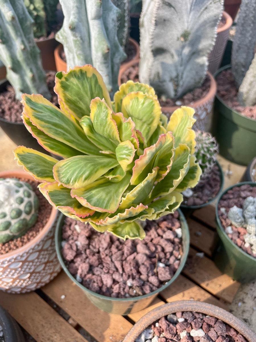 Rare Euphorbia - Euphorbia Poissonii Variegata (No Leaves)