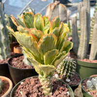 Rare Euphorbia - Euphorbia Poissonii Variegata (No Leaves)