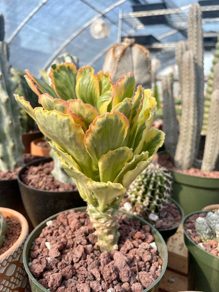 Rare Euphorbia - Euphorbia Poissonii Variegata (No Leaves)