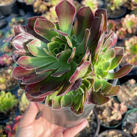 Rare Succulents - Aeonium Anna Variegated cluster