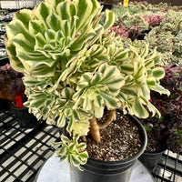 Rare Succulents - Aeonium Variegated Maybach
