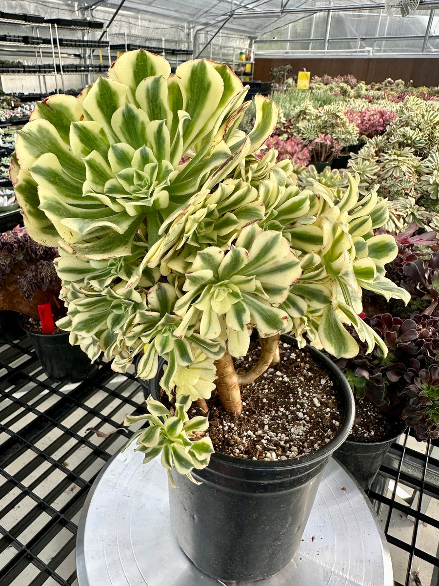 Rare Succulents - Aeonium Variegated Maybach