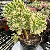 Rare Succulents - Aeonium Variegated Maybach