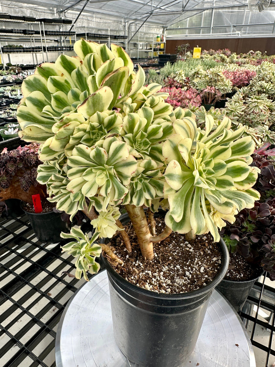 Rare Succulents - Aeonium Variegated Maybach