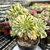 Rare Succulents - Aeonium Variegated Maybach