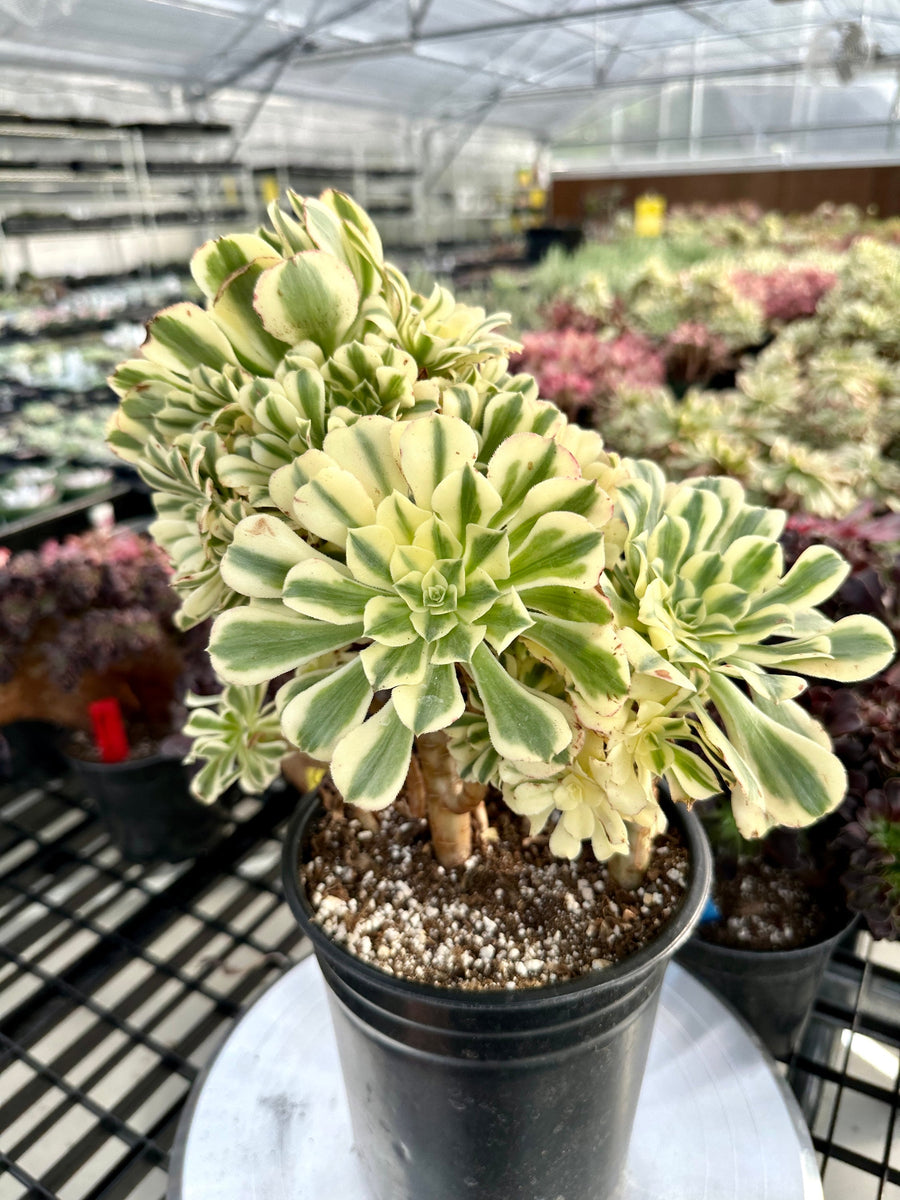 Rare Succulents - Aeonium Variegated Maybach