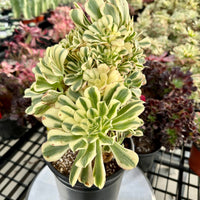 Rare Succulents - Aeonium Variegated Maybach