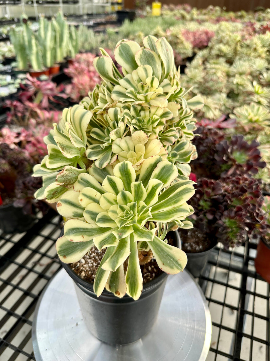 Rare Succulents - Aeonium Variegated Maybach