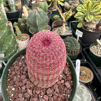 Rare Cactus - Echinocereus Rigidissimus 'Rainbow Cactus' (Single Stem)