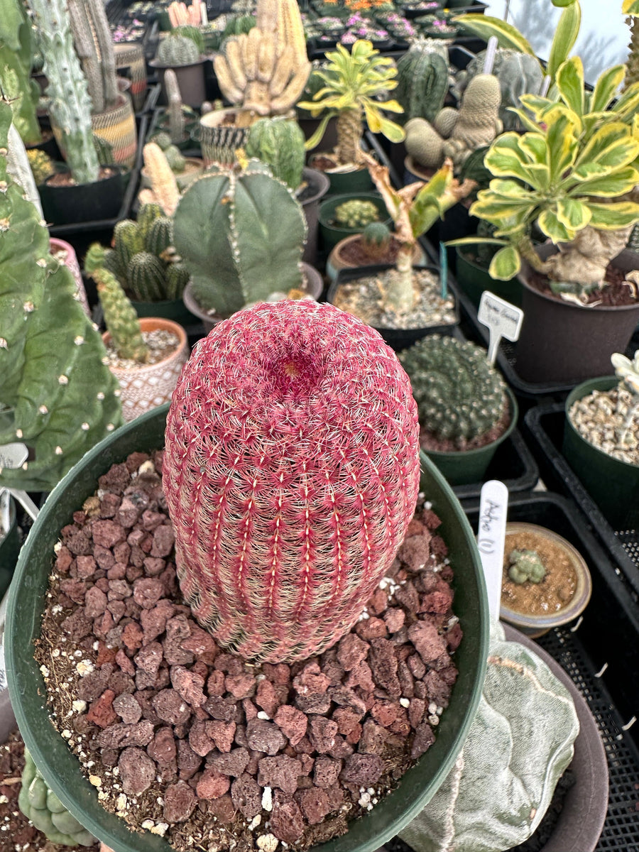 Rare Cactus - Echinocereus Rigidissimus 'Rainbow Cactus' (Single Stem 6”-8” tall)