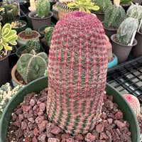 Rare Cactus - Echinocereus Rigidissimus 'Rainbow Cactus' (Single Stem 6”-8” tall)