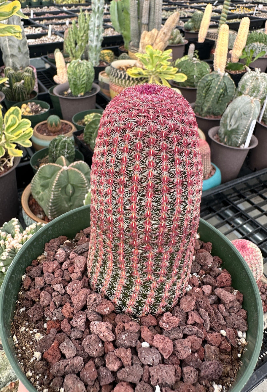 Rare Cactus - Echinocereus Rigidissimus 'Rainbow Cactus' (Single Stem 6”-8” tall)